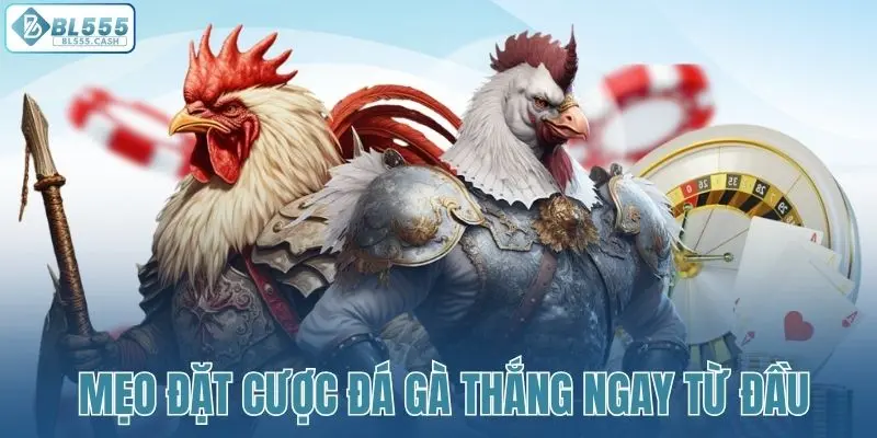 Chiến thuật chốt kèo đá gà khôn ngoan cho người mới